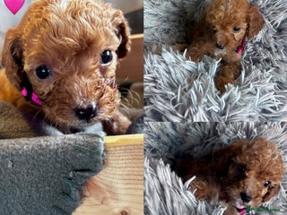 Cockapoo dogs - Advert 21