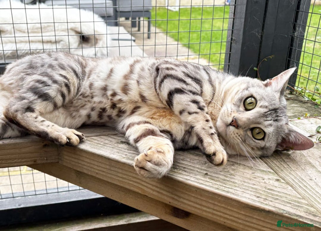 Bengal cats for sale: Outstanding ACTIVE Silver rosetted Bengal boy  - Advert 7