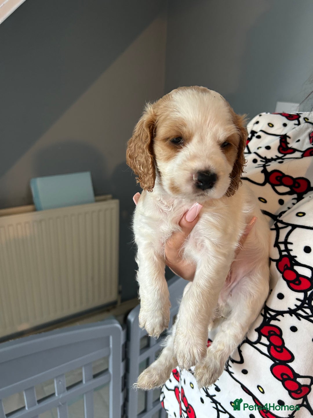 Cockapoo dogs for sale: Cockapoo puppies - Image 8