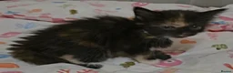 Mixed Breed cats for sale: Adorable Fluffy kittens  - Advert 10