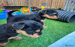 Airedale Terrier dogs for sale: ⭐️⭐️FAMILY REARED KC AIREDALE PUPS⭐️⭐️ - Image 21