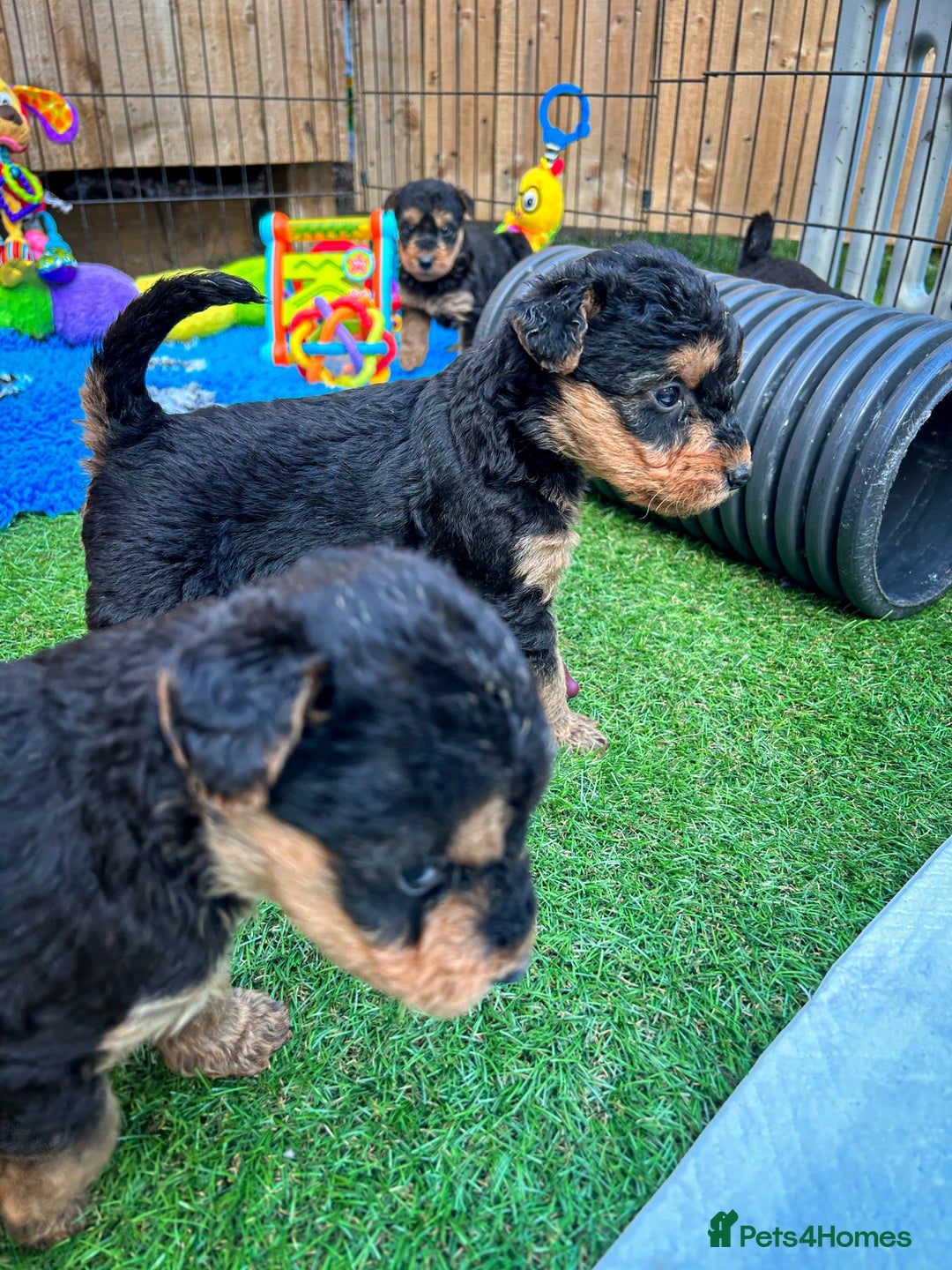Airedale Terrier dogs for sale: ⭐️⭐️FAMILY REARED KC AIREDALE PUPS⭐️⭐️ - Image 21