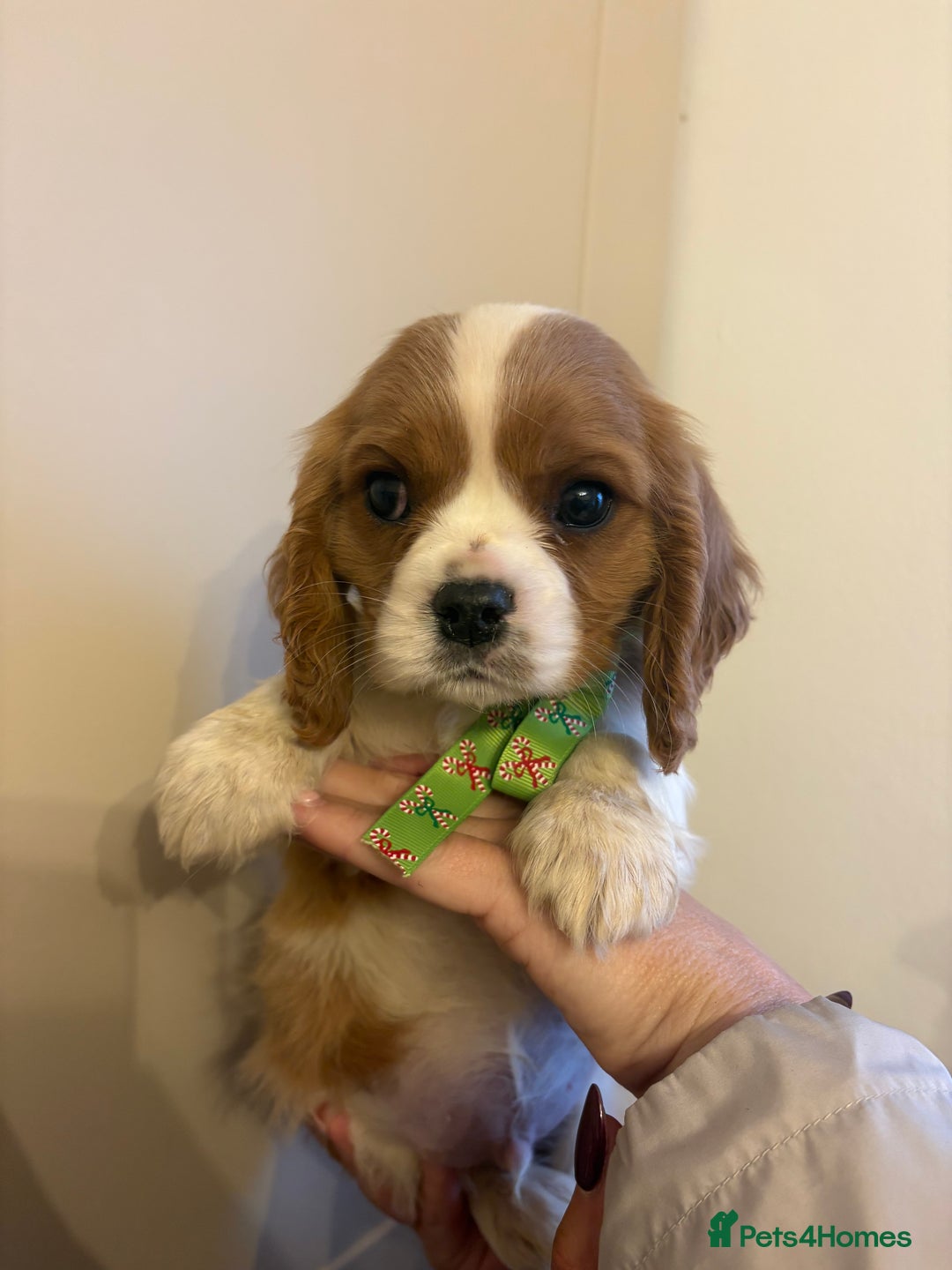 Cavalier King Charles Spaniel dogs for sale: ✨Adorable King Charles Cavalier Puppies✨READY NOW✨ - Advert 16