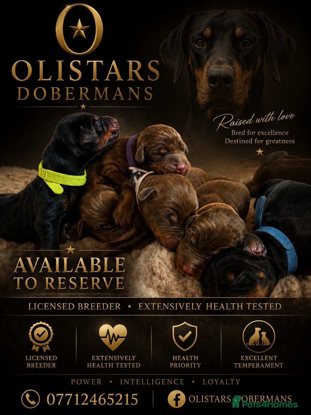 Dobermann dogs     Brown & Black Doberman Puppies Available - Advert 1