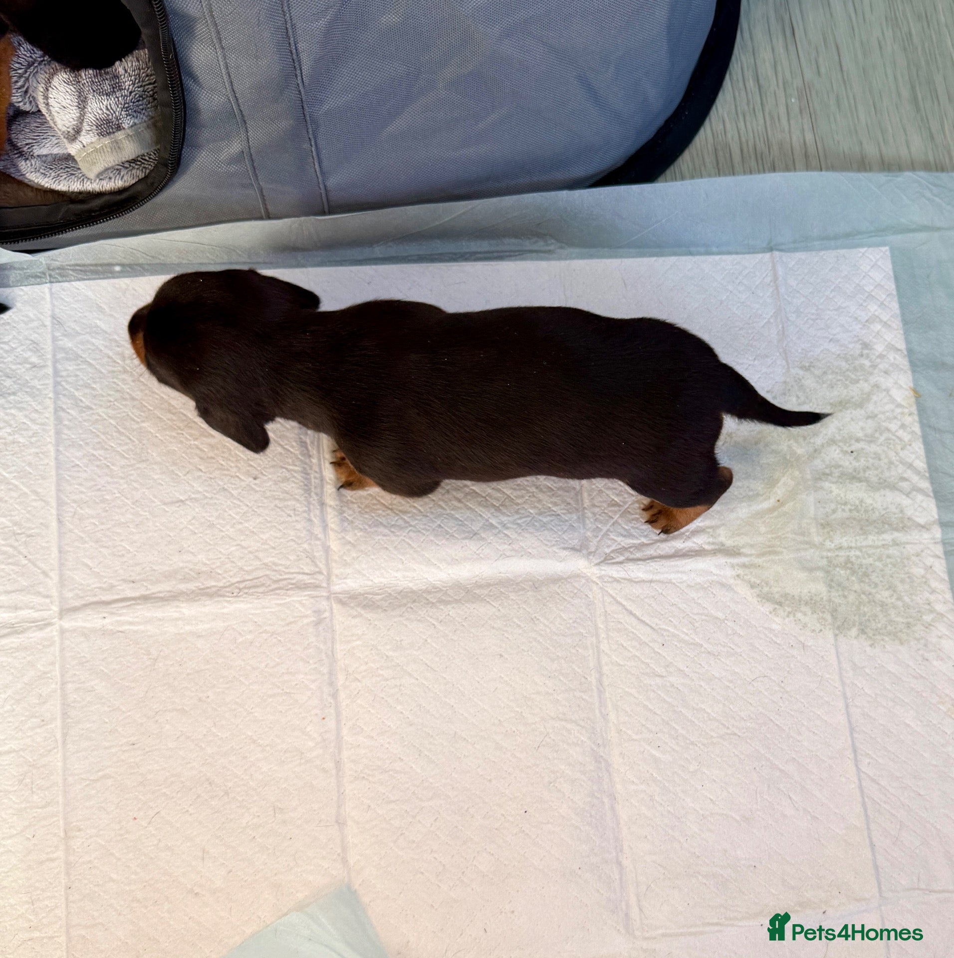 Miniature Dachshund dogs for sale: Three Stunning Mini Daschunds Girls - Advert 2