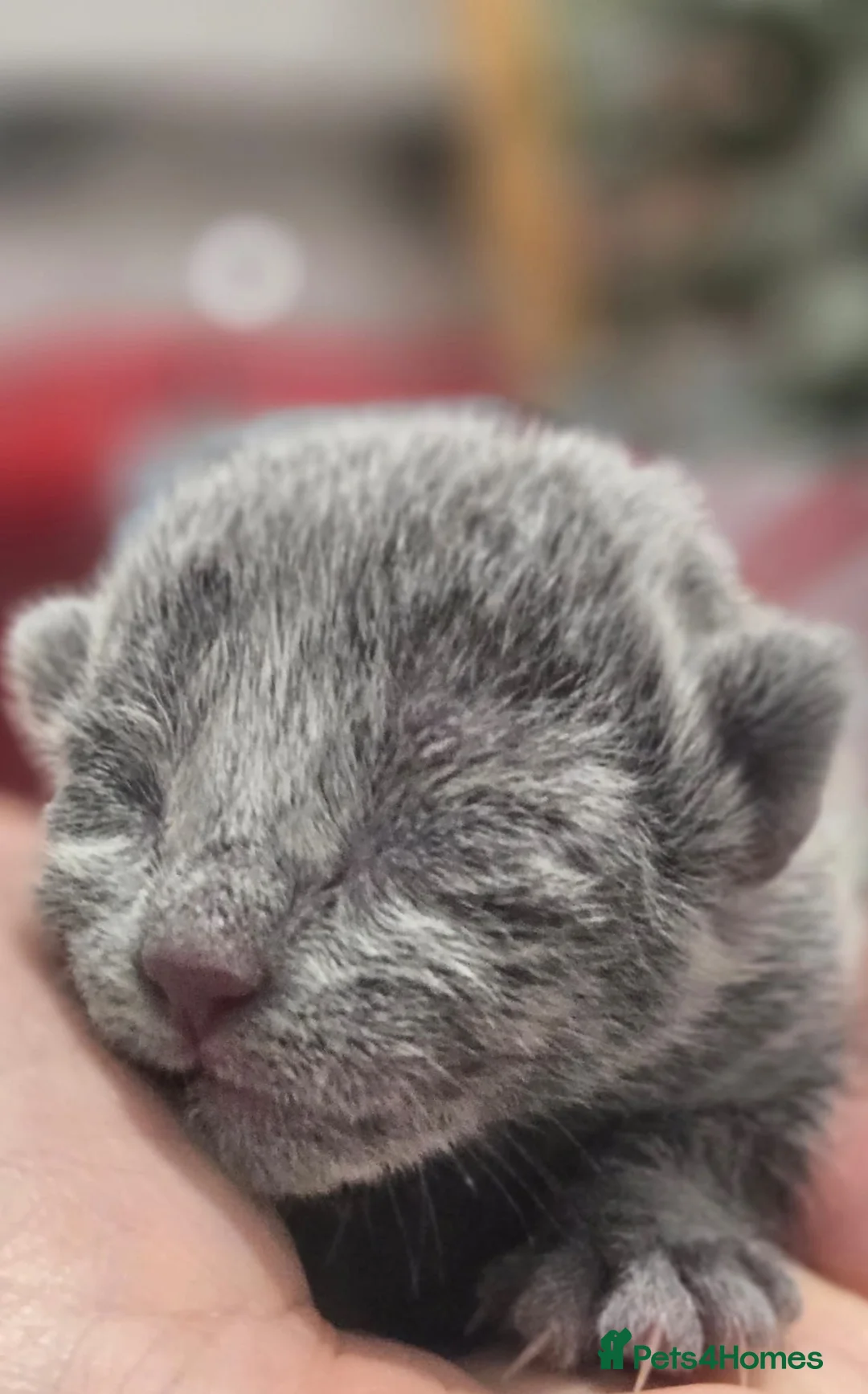 Russian Blue cats for sale: 🏆TOP Quality TICA Reg Russian blue kittens 🏅  - Advert 2