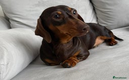 Miniature Dachshund dogs for sale: Beautiful lulu miniature dachshund  - Image 17
