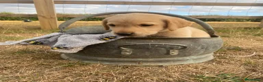 Labrador Retriever 3