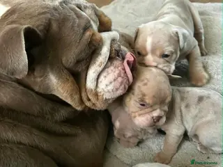 English Bulldog dogs beautiful english bulldogs for sale - Advert 1