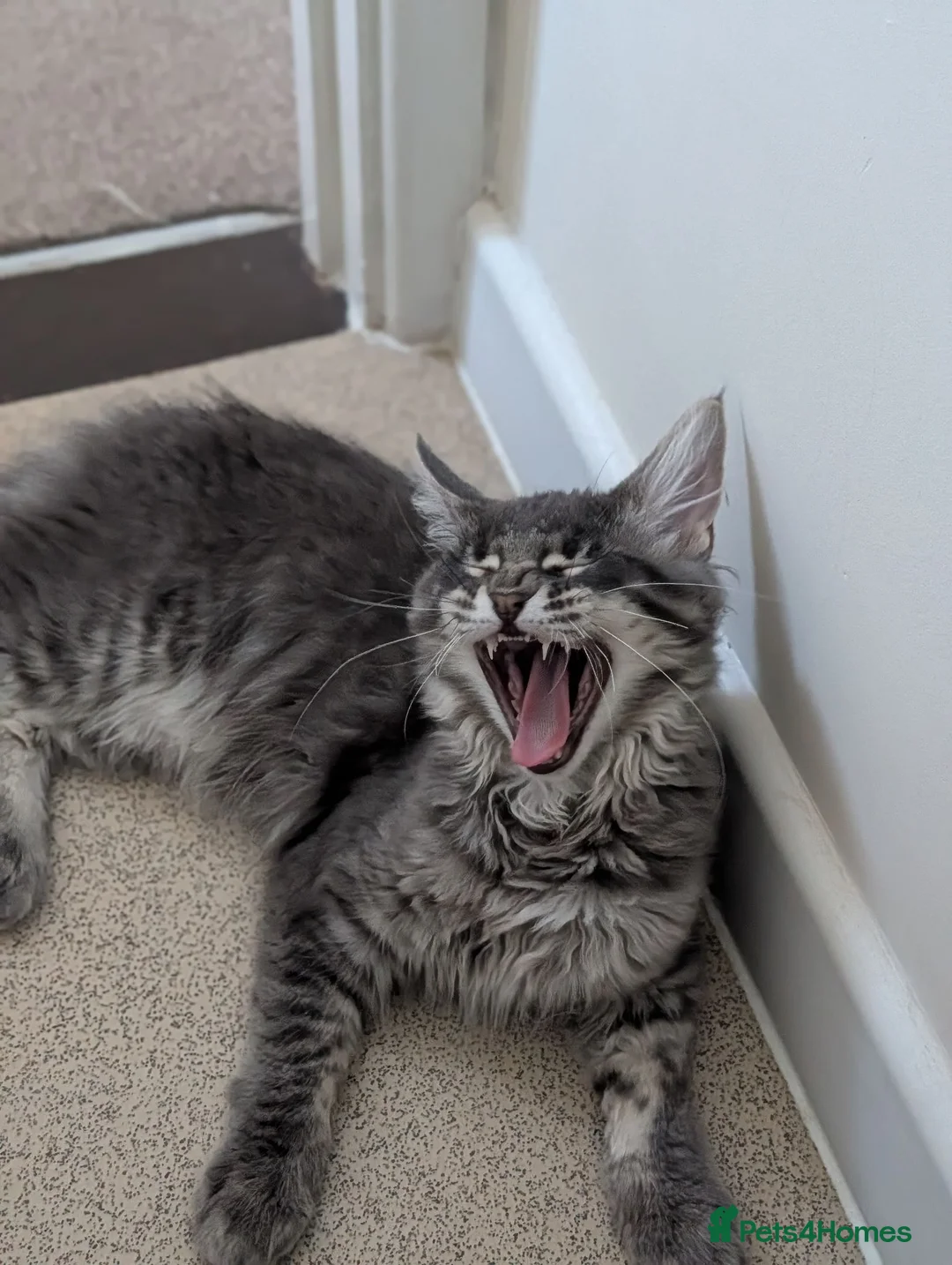 Maine Coon cats for sale: Obie the Maine coon  - Advert 2