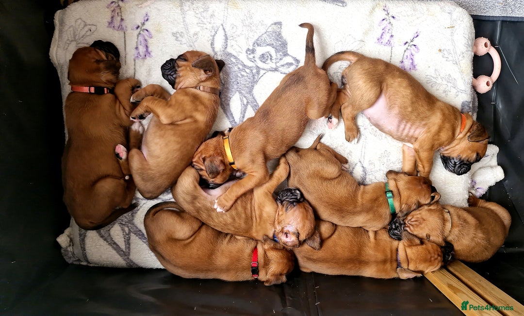 Boxer dogs for sale: Gorgeous Litter of 9 KC Registered Boxer Puppies - Image 11
