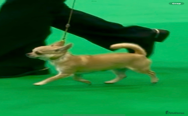 Chihuahua dogs - Advert 11