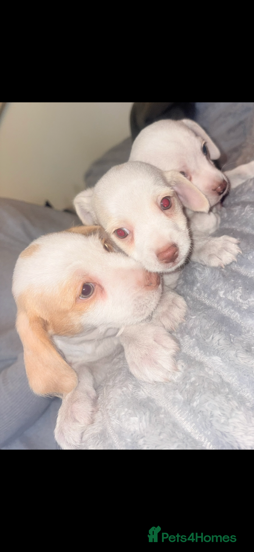 Jack Russell dogs for sale: Jack Russell puppy’s  - Advert 4