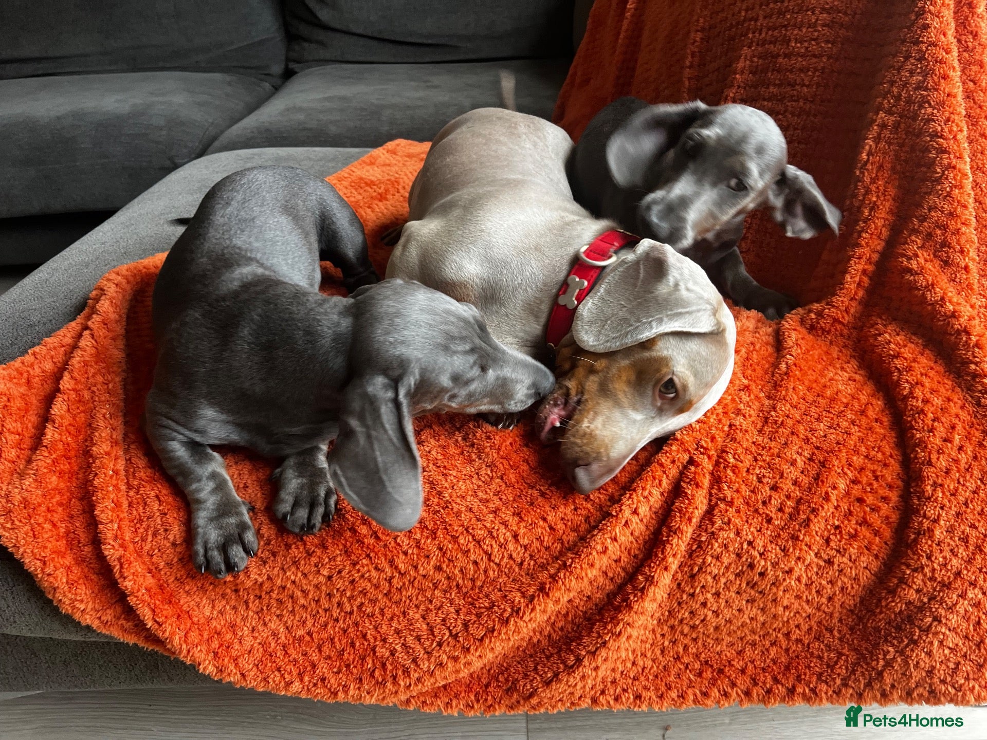 Dachshund dogs Choc & Tan Dachshund girl  - Advert 2