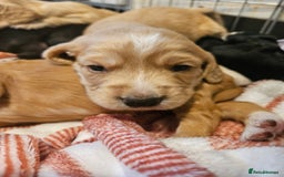 Sprocker dogs for sale: Sprocker Spaniel pups - born 28/08/25 - Image 6