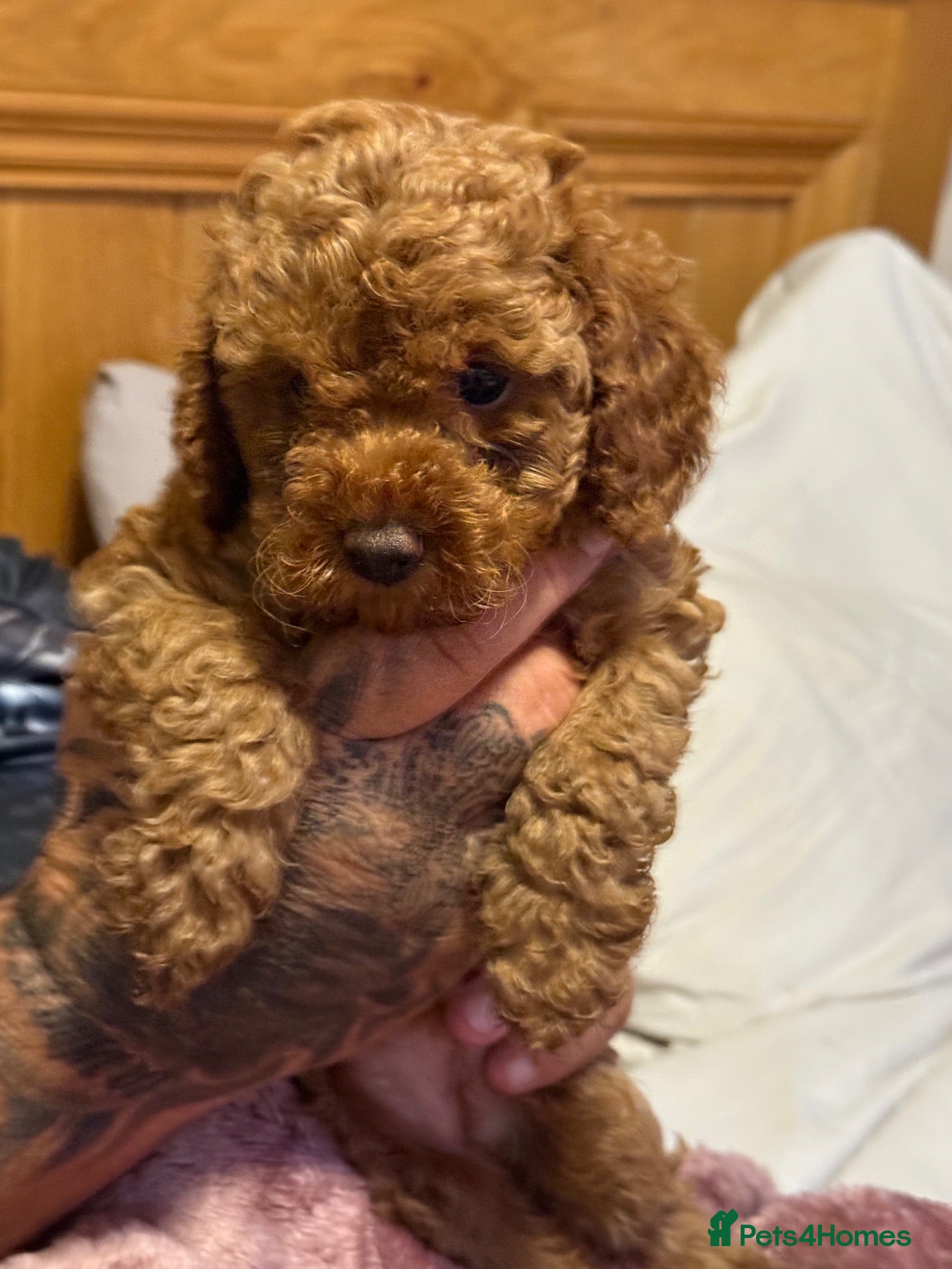 Miniature Poodle dogs Deep red kc reg miniture poodle puppy’s  - Advert 2