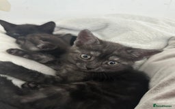 Domestic Shorthair cats for sale: 2 Remaining- Ready to go - Adorable kittens - Image 13