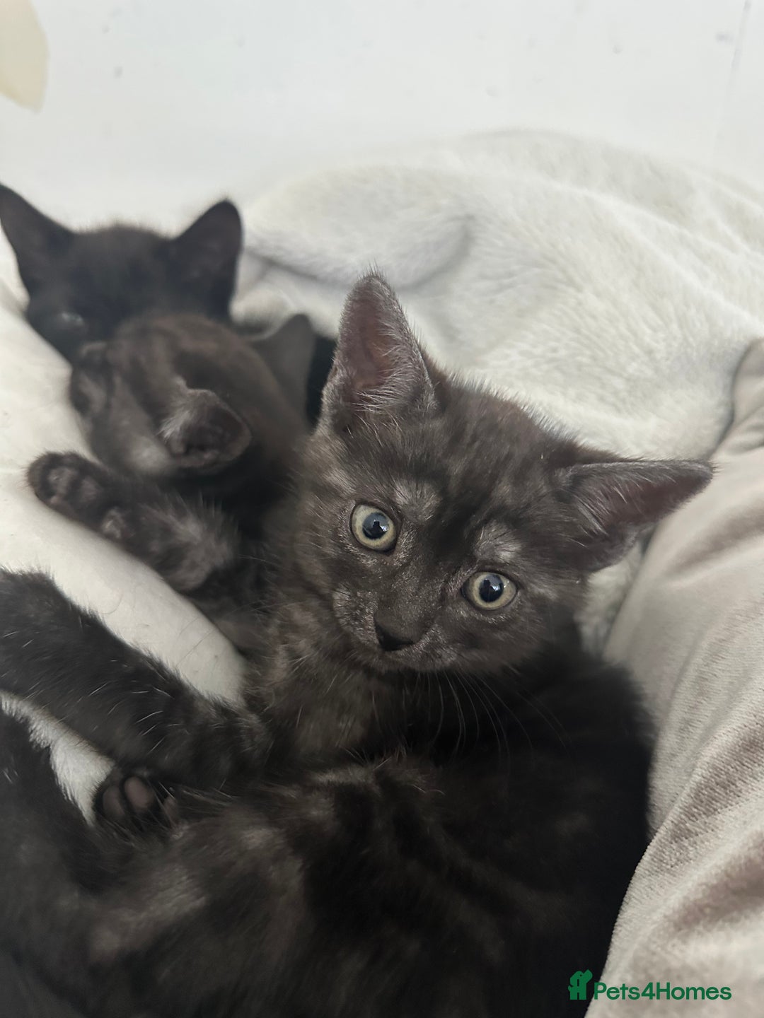 Domestic Shorthair cats for sale: 2 Remaining- Ready to go - Adorable kittens - Image 13