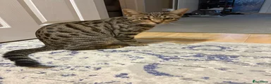 Bengal 1