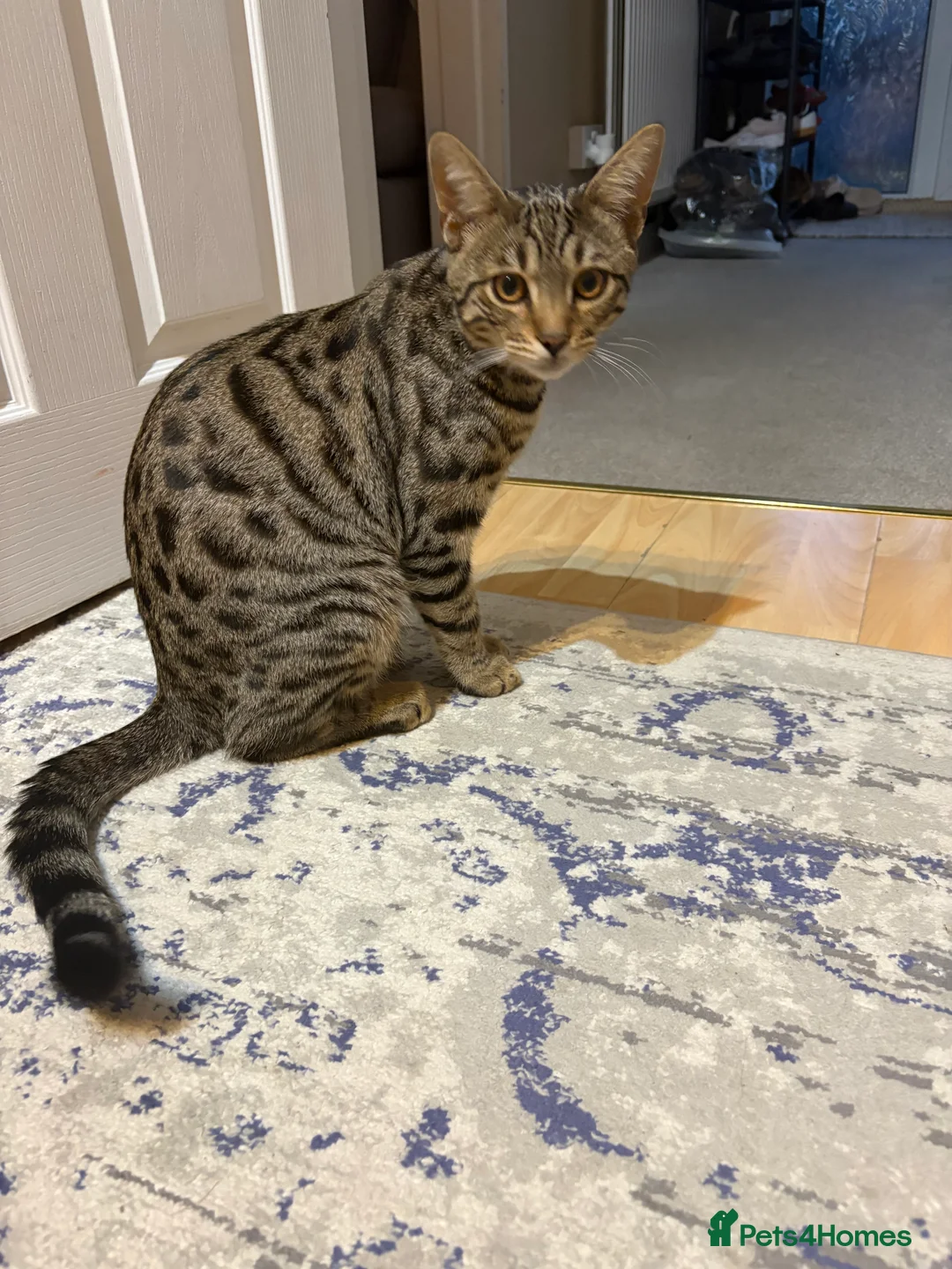 Bengal cats for sale: 7Month Old Bengal Boy Looking for His Forever Home - Advert 2