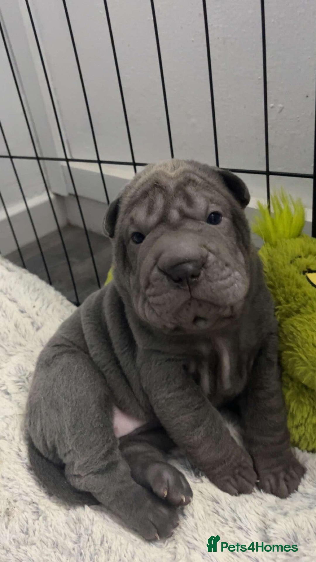 Shar Pei dogs for sale: Shar pei puppies - Advert 10