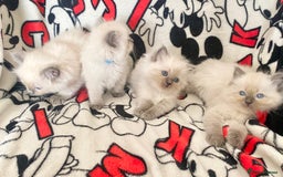 Ragdoll cats for sale: Ragdoll kittens Ready wednesday ❤️ - Image 6