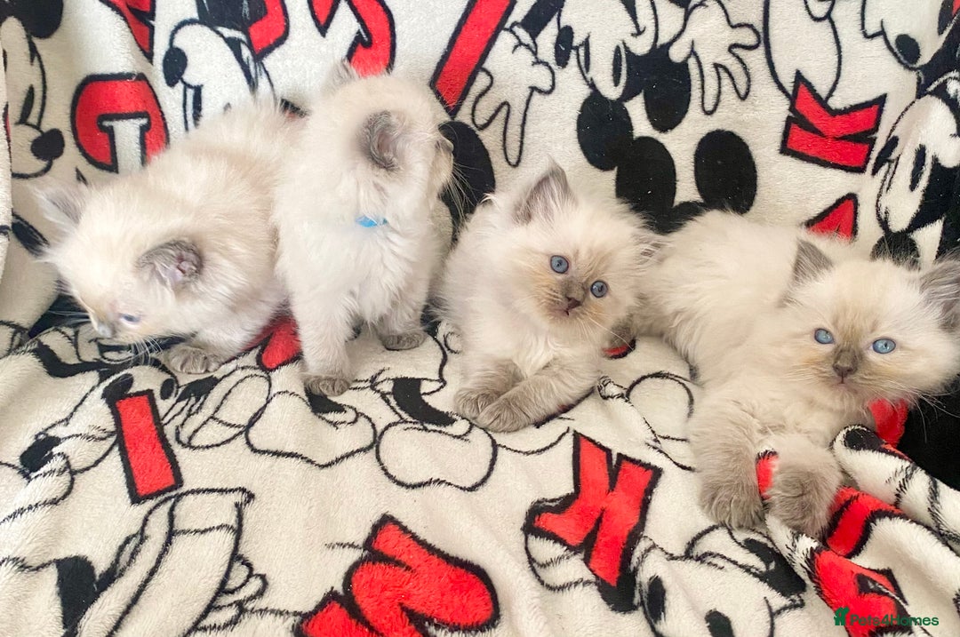 Ragdoll cats for sale: Ragdoll kittens Ready wednesday ❤️ - Image 6