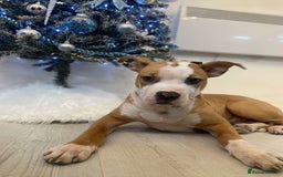 American Bulldog dogs for sale: American bulldog Arlo  - Image 10