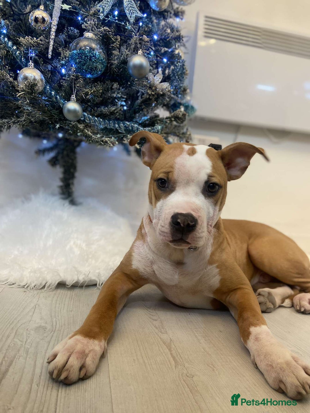 American Bulldog dogs for sale: American bulldog Arlo  - Image 10