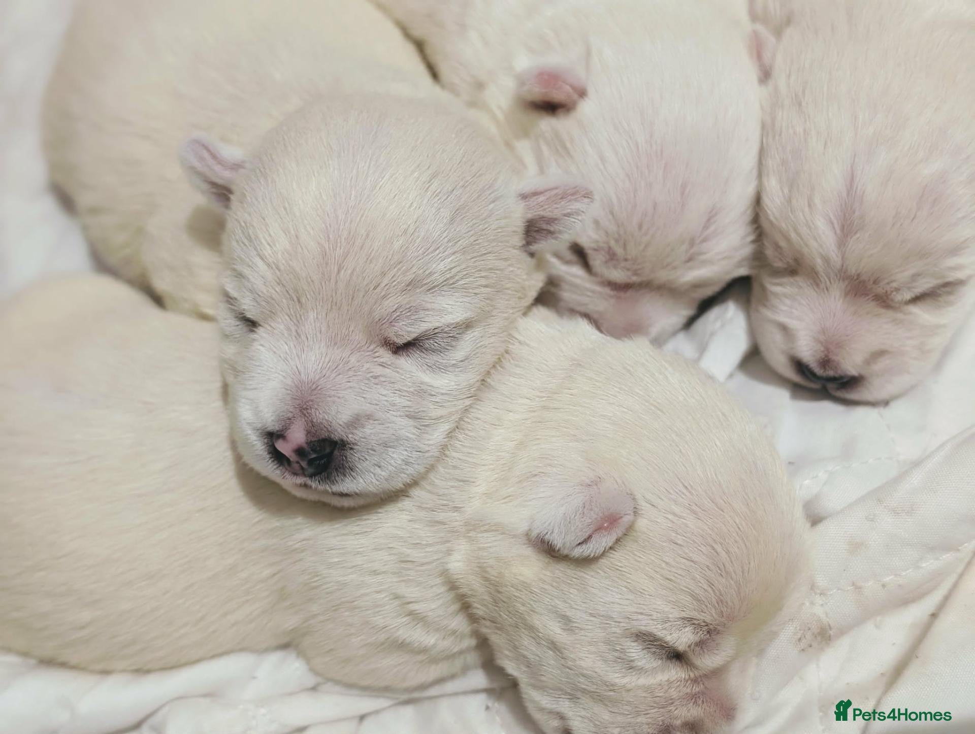 West Highland Terrier dogs Lovely KC register puppies  - Advert 7