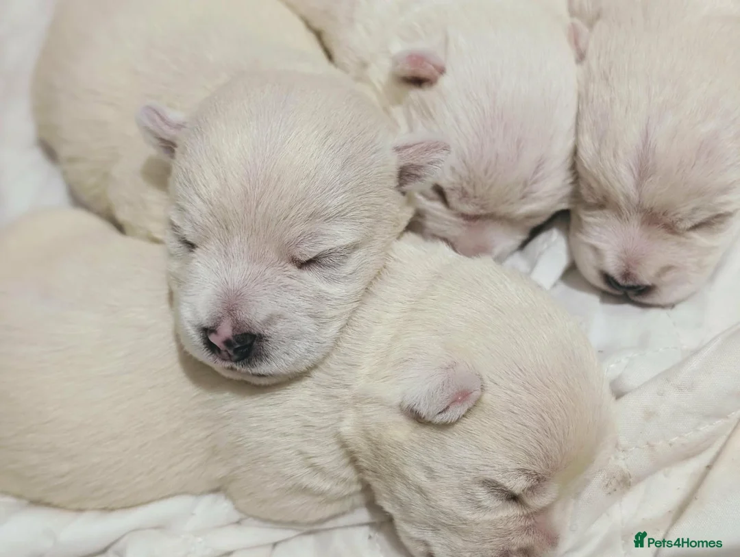 West Highland Terrier dogs for sale: Lovely KC register puppies  - Advert 1