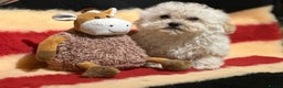Poochon dogs for sale: Beautiful small  poochon girls ready now  - Advert 9