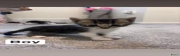 Mixed Breed cats for sale: Beautiful tabby kittens - Advert 6