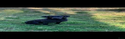 Labrador Retriever dogs for stud: KC Registered Black Labrador for stud - Advert 5