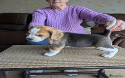 Beagle dogs for sale: Beagle  - Image 7