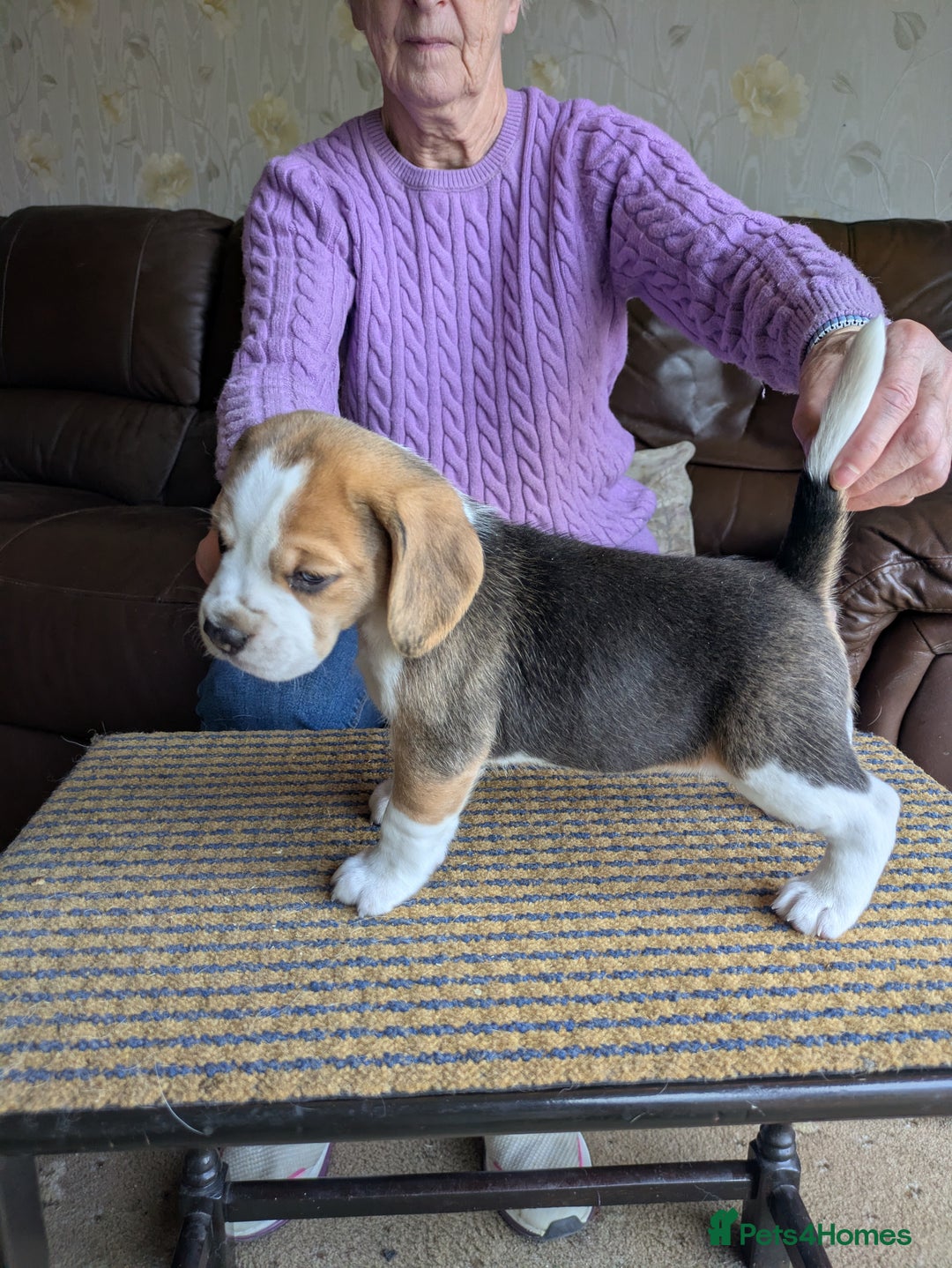 Beagle dogs for sale: Beagle  - Image 7
