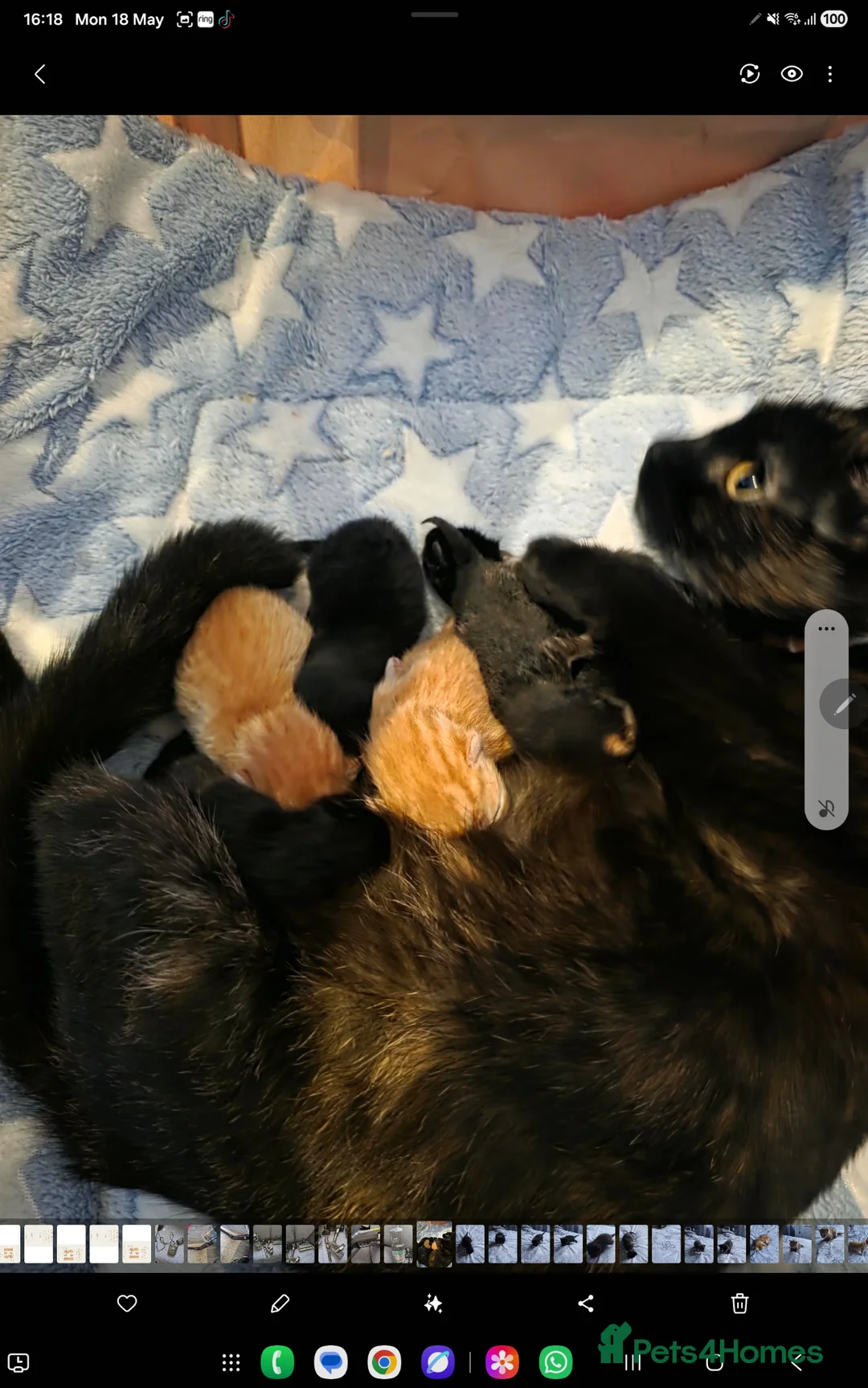 Mixed Breed cats for sale: Beautiful little girl - Advert 11