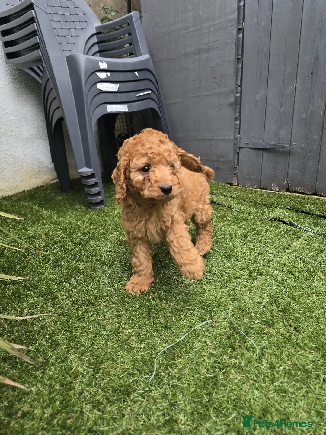 Cockapoo dogs for sale: Cockapoo puppies  - Advert 1