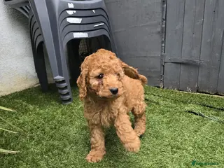 Cockapoo dogs Cockapoo puppies - Advert 1