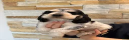 Cocker Spaniel dogs for sale: ❤️ Stunning K.C Show Cocker Spaniels ❤️ - Advert 10