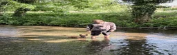 Belgian Shepherd Dog dogs for sale: Elite Malinois x Dutch Shepherd Puppies  - Advert 5
