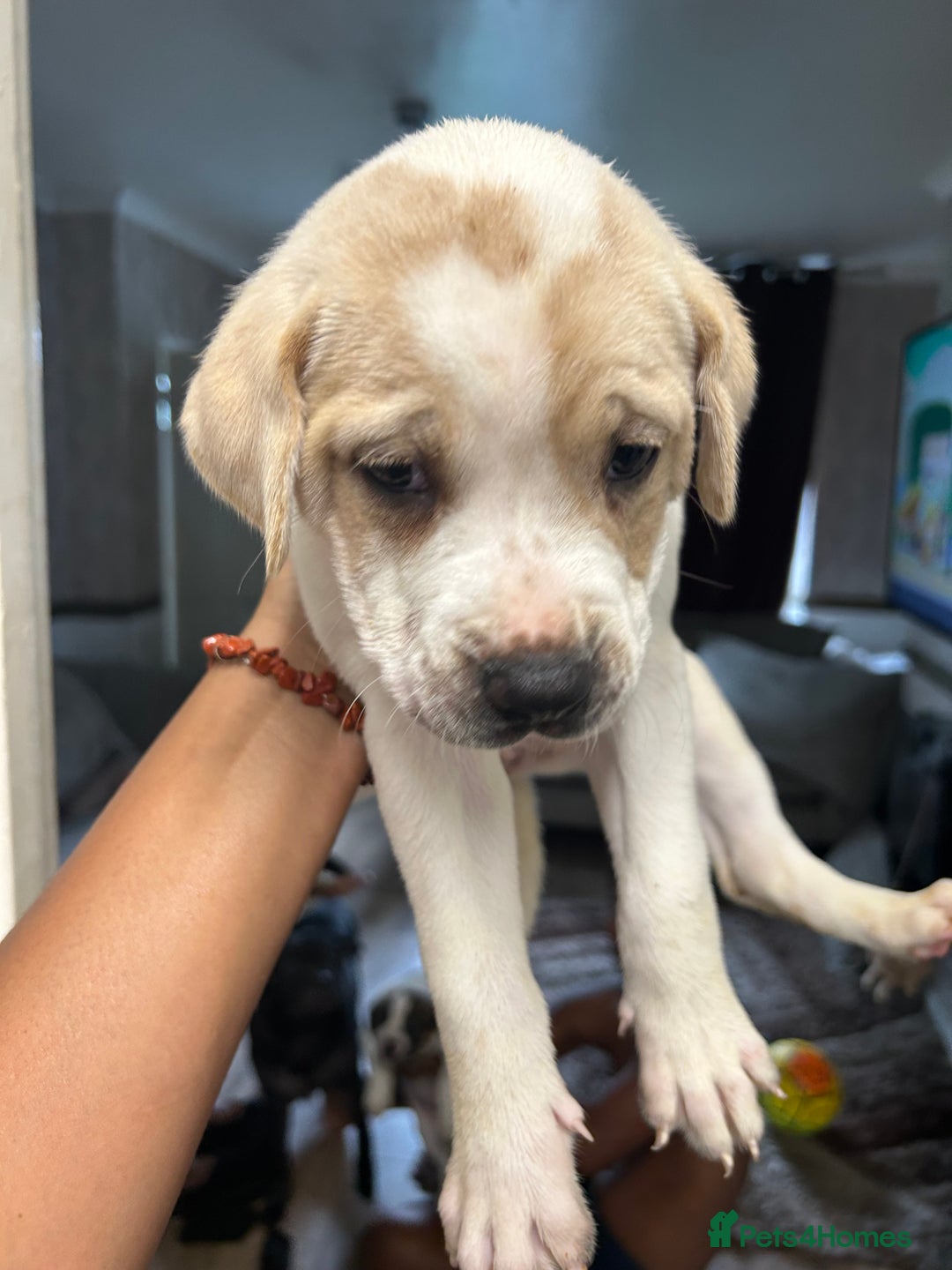 Mixed Breed dogs for sale: 🐾Cocker-Pie (Mini Hippo)s🐾 - Image 1