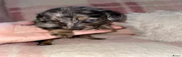 Miniature Dachshund dogs for sale: Fluffy miniature dachshund  - Advert 17