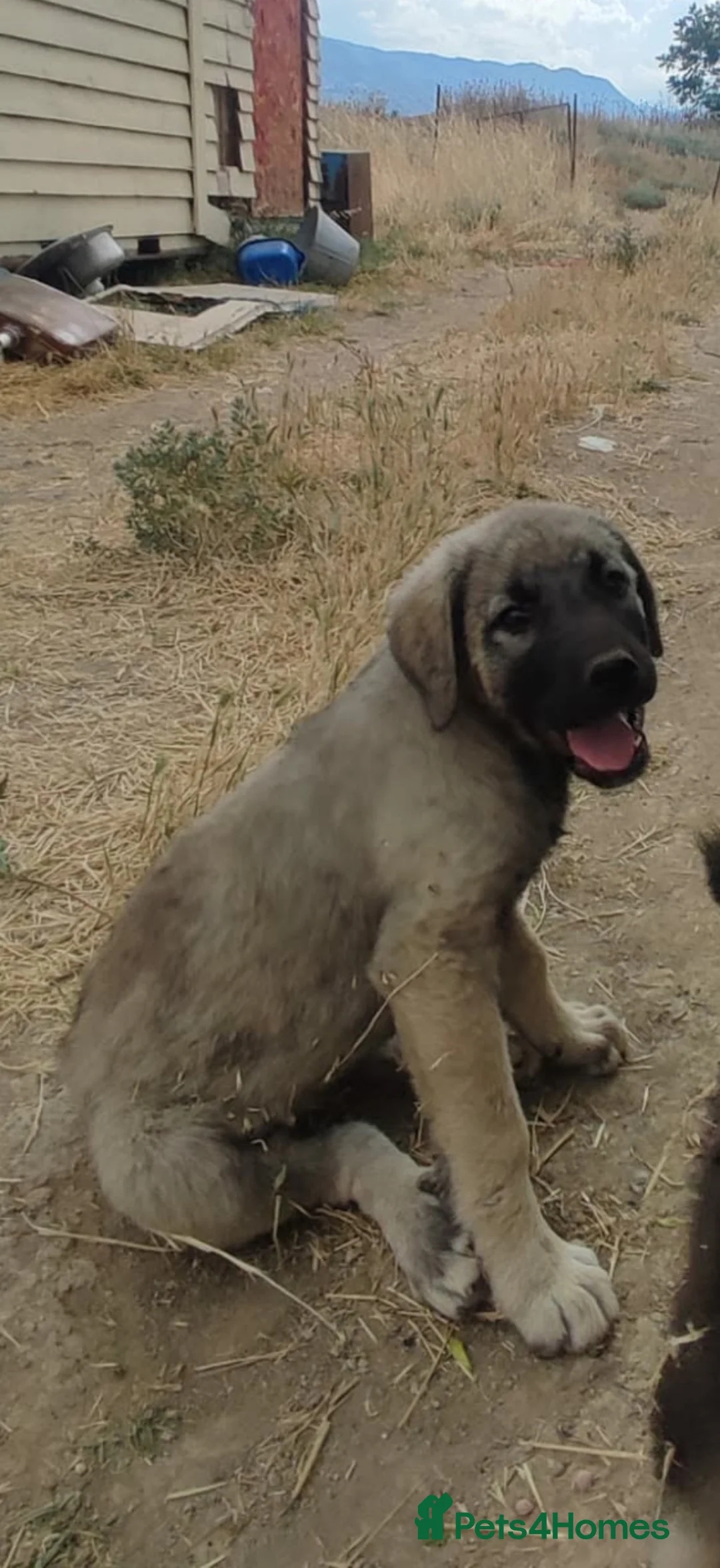 Mixed Breed dogs for adoption: Masiey 4,5 months Macedonian rescue pups - Advert 2