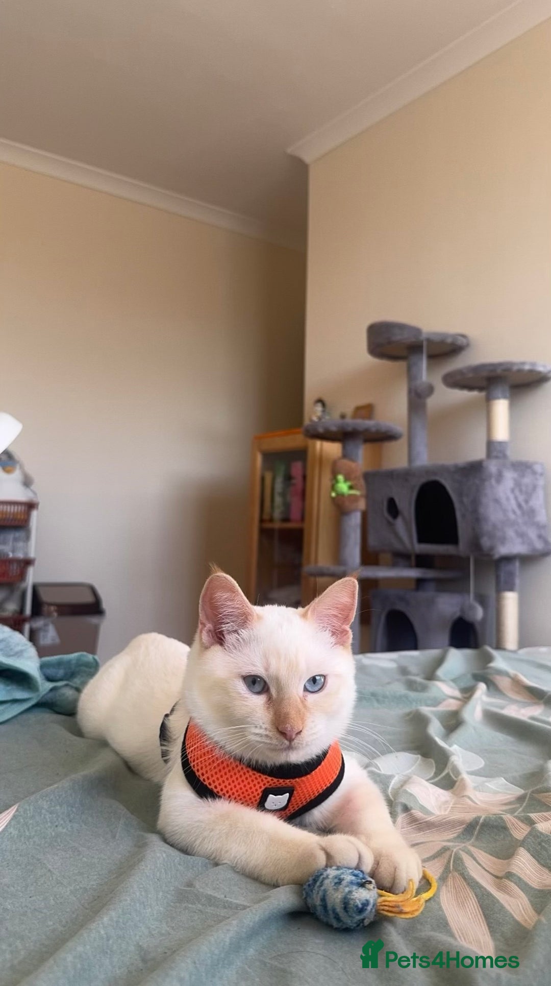 Siamese cats for sale: Everything Included – Just Add Love ❤️” - Image 2