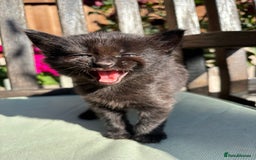 Mixed Breed cats for sale: Lovely kittens  - Image 6