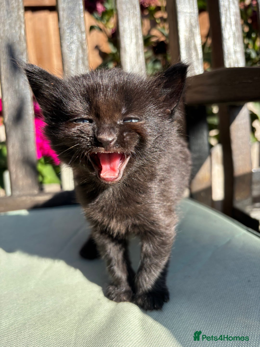 Mixed Breed cats for sale: Lovely kittens  - Image 6