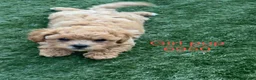 Cavapoochon dogs for sale: Adorable Cavapochon pups - Advert 12