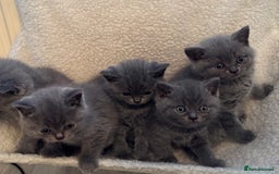 British Shorthair cats for sale: Active champion bloodline BSH kittens GCCF reg in Manchester - Image 6