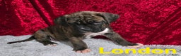 Boxer dogs for sale: Very unusual & Rare Boxer cross - Advert 5